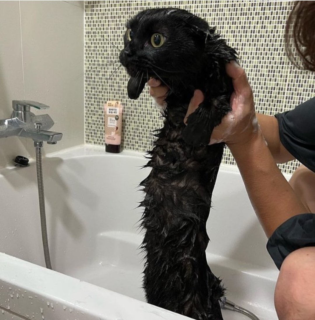 Why you should have a cat tweet media