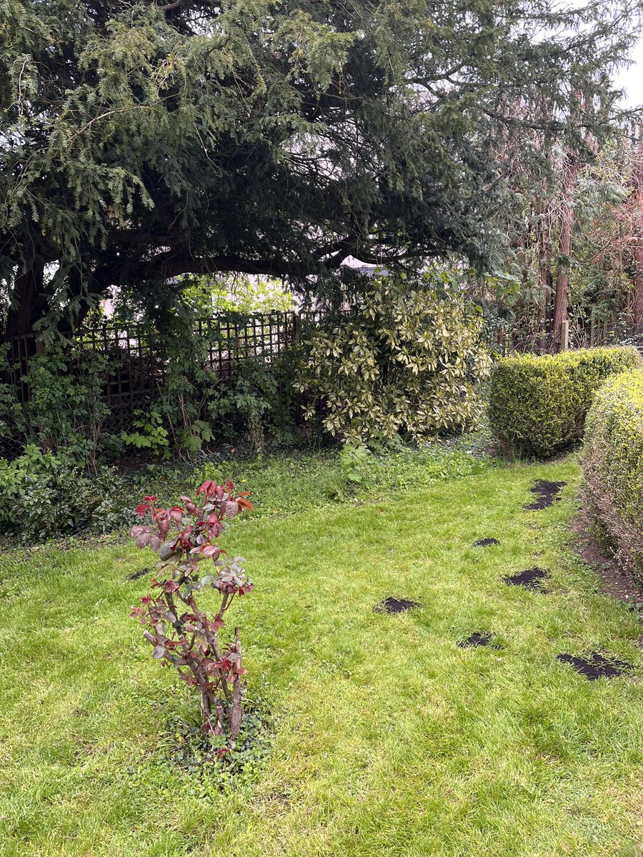 DH_Maintenance's tweet photo. Earlier in year we took out some old dead bushes, today after some drying weather ( knowing more #rainforecast ) was able to #scarify & #leveloff & overseed patches before the #raincame 👍 have a good evening everyone❤️ https://t.co/kdQuAgECSv