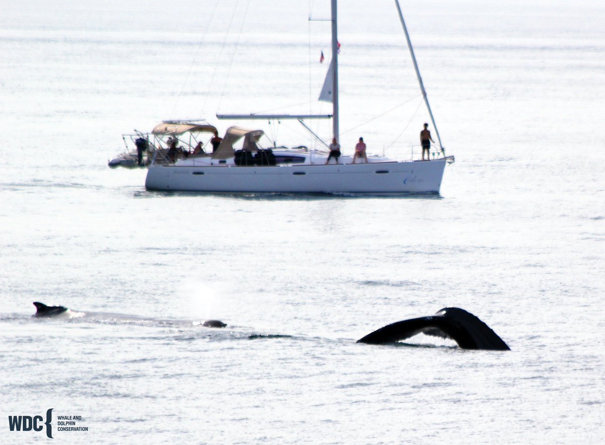 whales_org's tweet image. Nobody likes being chased. Even whales. 🐋 If a whale moves away from you, respect their space &amp;amp; keep your distance. Cautious #boaters will get to see natural behavior! Learn how to safely watch whales ➡ bit.ly/3ApVMci

#SafeBoatingWeek