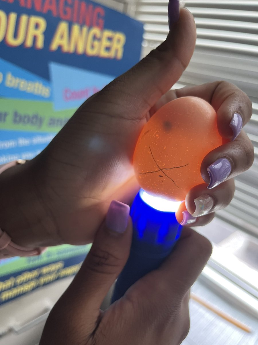smiles278's tweet photo. @NickoleRag class sees signs of life on day 3. Will this one be an early hatcher? @FPDES #🐣update #day3 https://t.co/mWJGsFJYFZ