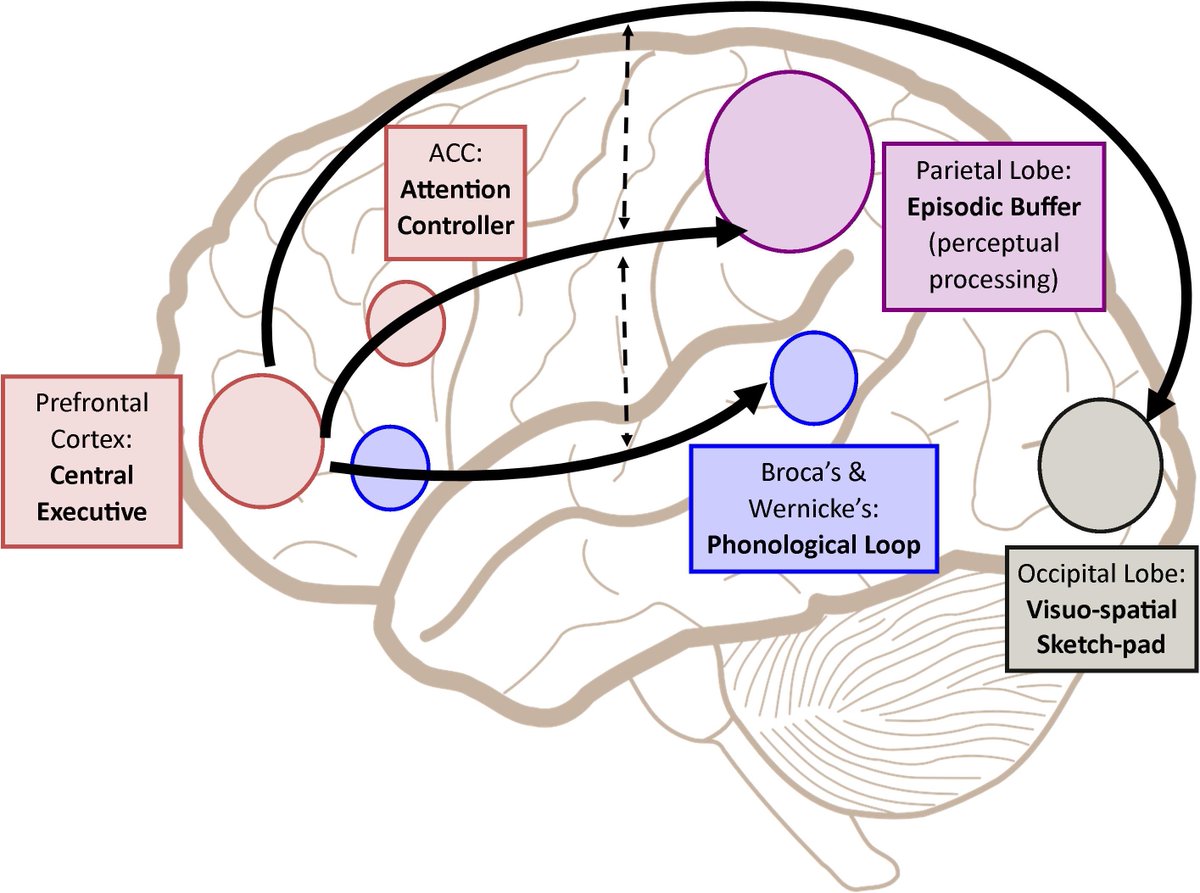 NafisehGhorogh's tweet photo. Classic Baddeley’s #working_memory pathways
* hold and manipulate memory over a short period https://t.co/h3wdiKx1rn