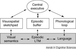 NafisehGhorogh's tweet photo. Classic Baddeley’s #working_memory pathways
* hold and manipulate memory over a short period https://t.co/h3wdiKx1rn