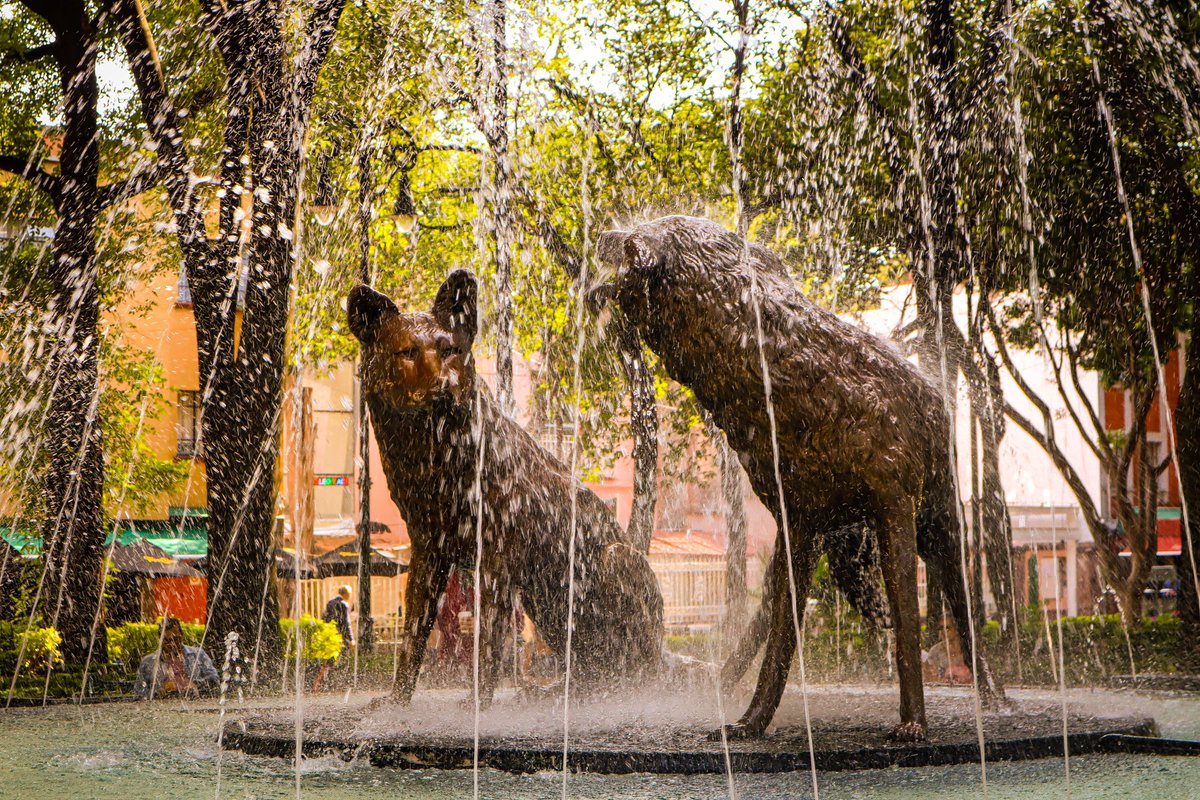 GuiaCoyoacan's tweet photo. ¡Qué tengan un #felizjueves!

¿Sabías qué #Coyoacán proviene de la palabra náhuatl Coyohuacan? Que significa lugar donde habitan los dueños de coyotes. https://t.co/7HIhFmRRT4