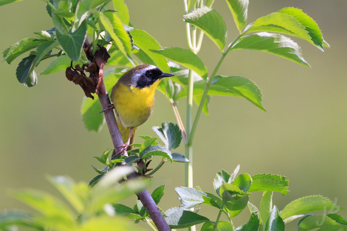 Common Yellowthroat #canonfavpic #eosr5 #commonyellowthroat #TwitterNatureCommunity #birding #BirdsSeenIn2023 #birds #birdphotography #BirdTwitter #BIRDER #wildlifephotography #ThePhotoHour #thingsoutside #birdsofvirginia #birdsofprey