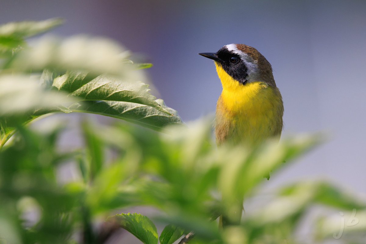 BLVD_DAWG's tweet photo. Common Yellowthroat #canonfavpic #eosr5 #commonyellowthroat #TwitterNatureCommunity #birding #BirdsSeenIn2023 #birds #birdphotography #BirdTwitter #BIRDER #wildlifephotography #ThePhotoHour #thingsoutside #birdsofvirginia #birdsofprey https://t.co/jvfIITzkqO