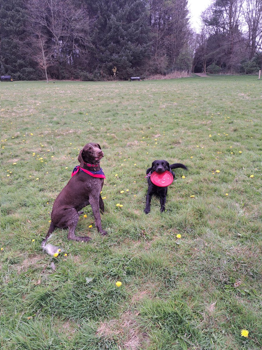 FurbabyPrince's tweet photo. Furpals great meet up to day at Balbirnie park with a proper lady #Frieda @von_pup_towers we both strutted with #bandanas we did #zoomies #weaved #chased #leaped played #ball #Frisbee ran and had great #furpal time👍 fank you to our humons for a great time👍 https://t.co/1B5qoPmgfU