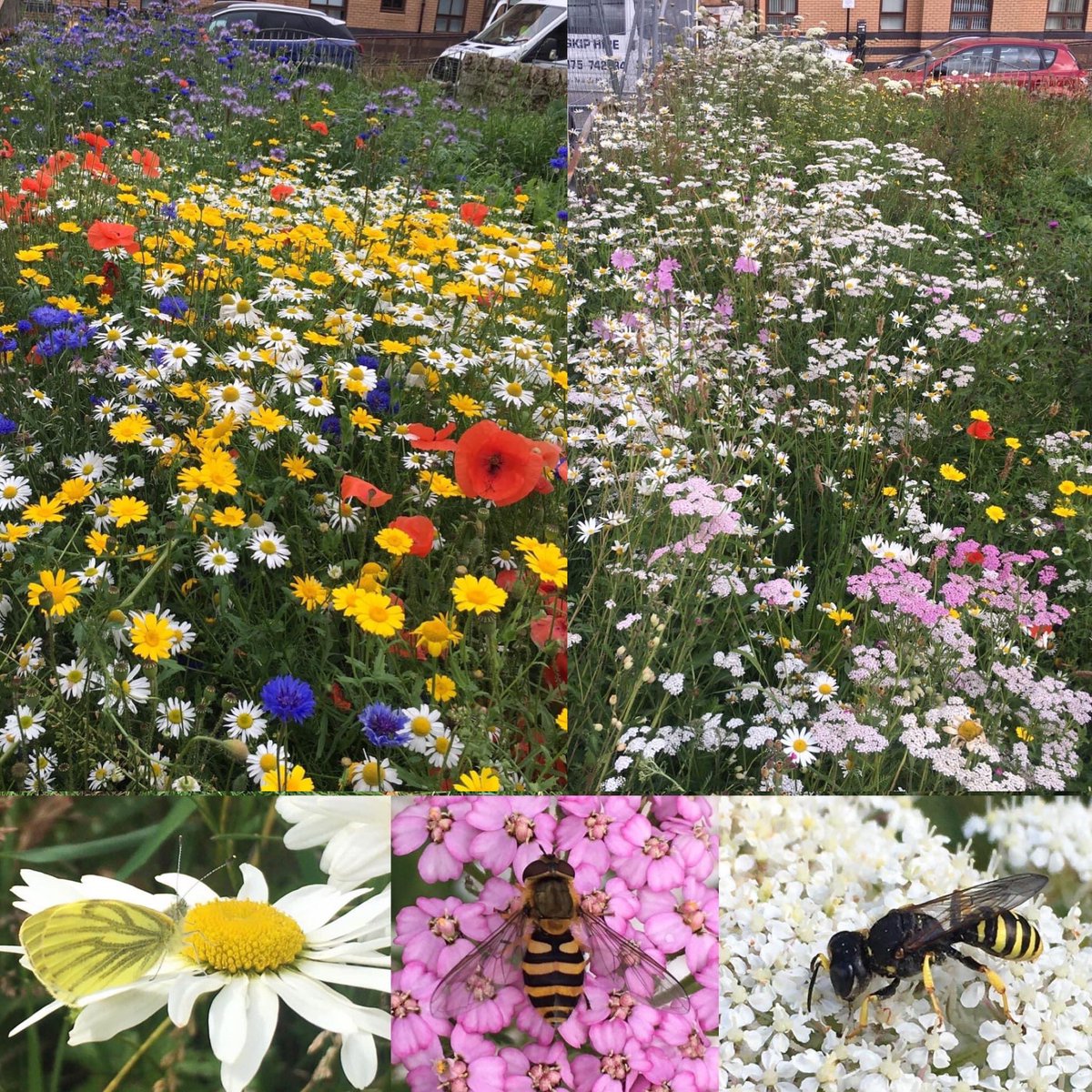 Yorkhill Green Spaces (@yorkhillgreen) on Twitter photo Huge thanks to the team of #volunteers from <a href="/Ceridian/">Ceridian</a> at <a href="/skyparkHQ/">Skypark Glasgow</a> who did an amazing job creating a new wildflower strip at Overnewton Park🌸 today!#CeridianCares The weather was dreich, but spirits were high! Packets of wildflower seed kindly provided by <a href="/ScotPollinators/">Pollinators</a>🌱🌼🐝 Huge thanks to the team of #volunteers from <a href="/Ceridian/">Ceridian</a> at <a href="/skyparkHQ/">Skypark Glasgow</a> who did an amazing job creating a new wildflower strip at Overnewton Park🌸 today!#CeridianCares The weather was dreich, but spirits were high! Packets of wildflower seed kindly provided by <a href="/ScotPollinators/">Pollinators</a>🌱🌼🐝