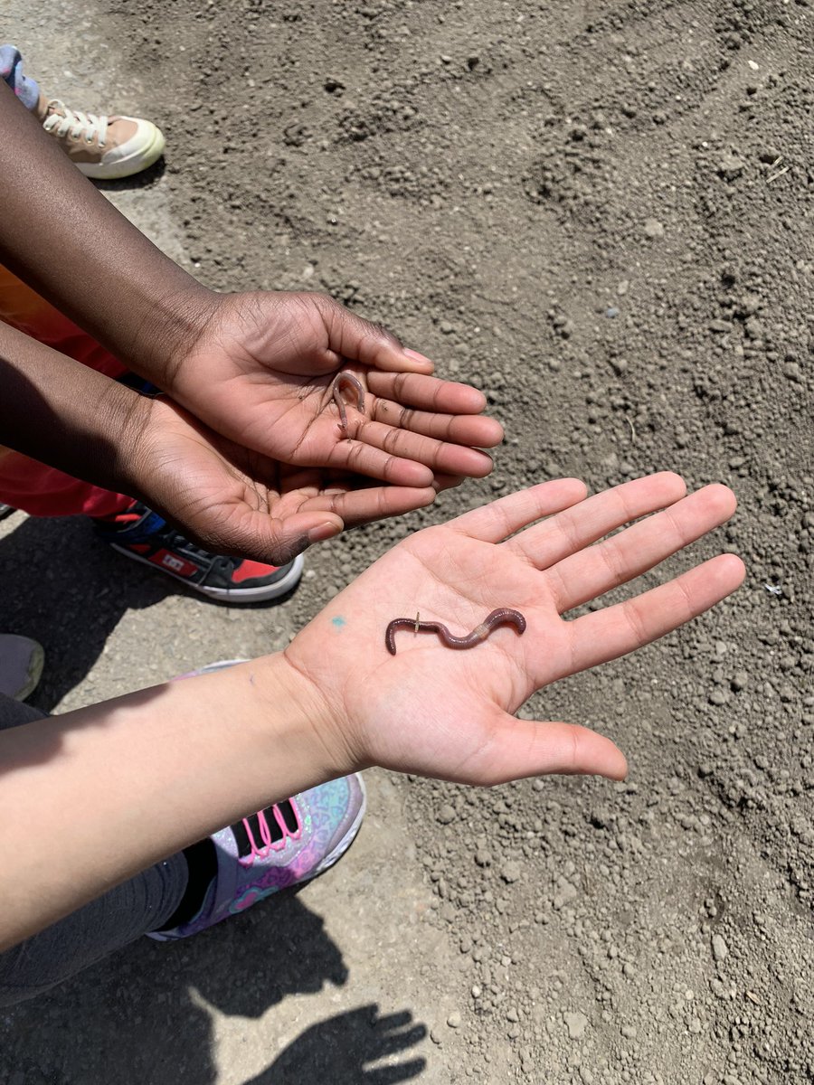 1Teaches2Learn's tweet photo. Look what we’ve found👀As we explore the different soils in our environment, we’ve come to learn about living &amp; non-living things that can be found there. Ask any of our grade 3s about the important role worms play! 🪱 https://t.co/5gMBdBSsRl