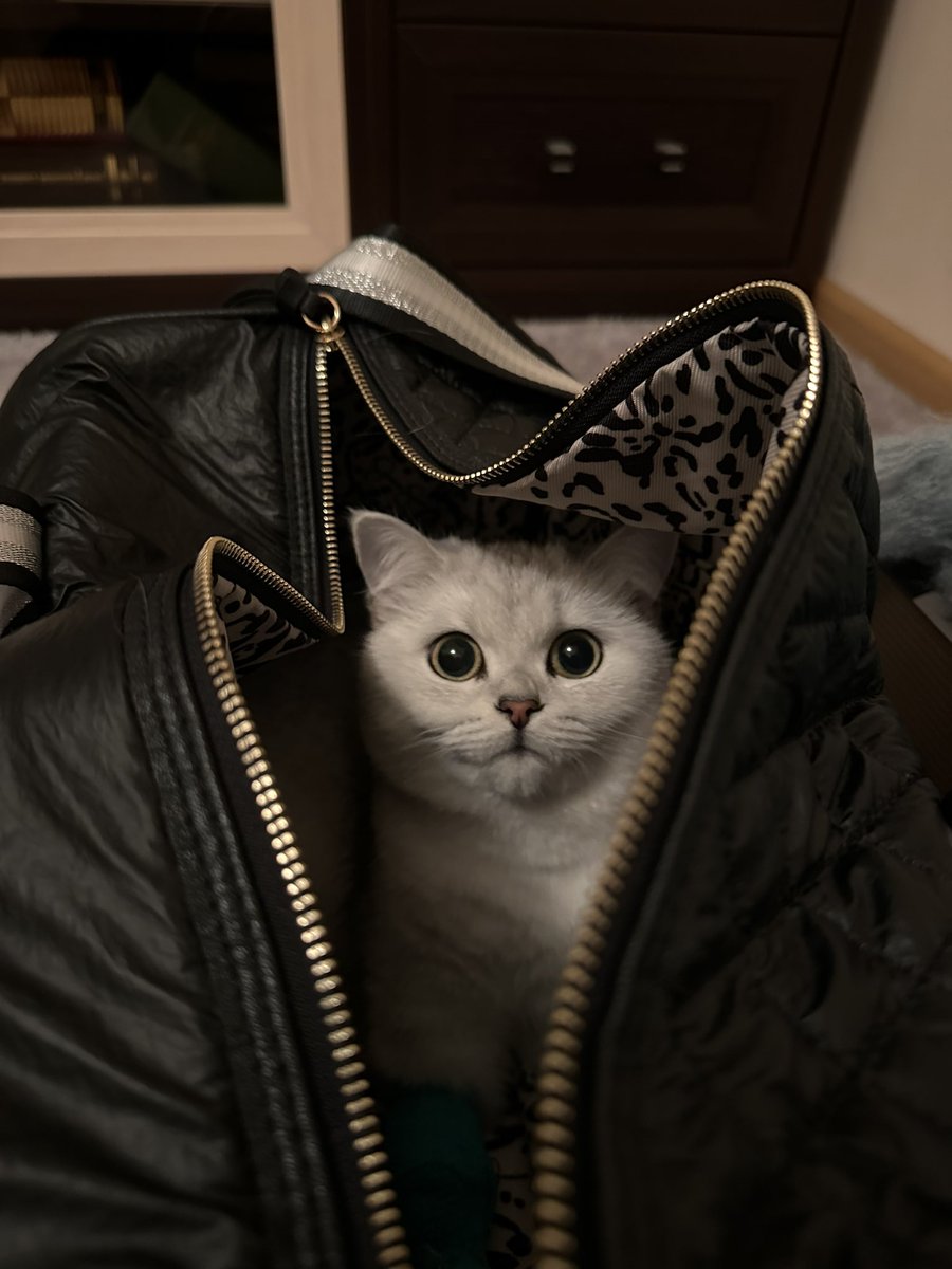 strategywoman's tweet image. 8:47 pm in #Kyiv 

Tomorrow afternoon I’m going to a short weekend trip. 
Just a quick reminder: once a month I try to show you some place in Ukraine (started recently). To show what we’re fighting for. 
All the details tomorrow. 

Oh yes, Victory (still a cat) is ready (no,…