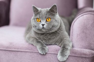 Hiss_tericalCat's tweet photo. Watching my human try to find their phone while I'm sitting on it
#SillyHumans #CatEntertainment https://t.co/kZkmlPji7E