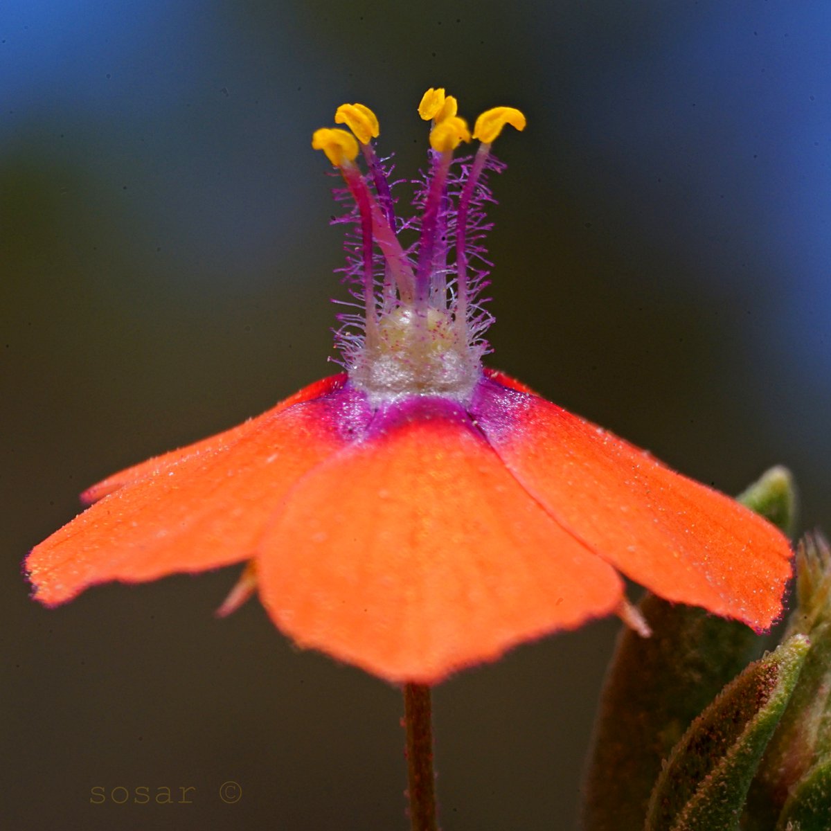 This exquisite photo of Scarlet Pimpernel (Lysimachia arvensis) in Mexico by sosar makes the ordinary look extraordinary. Its our Observation of the Day! #Mexico #Plants #Weeds More info: inaturalist.org/observations/1…
