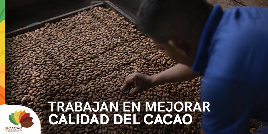 SICACAO1's tweet photo. Por más de 9 meses COPESIUNA y COOMUVEMAR, en caribe de Nicaragua, tendrán el acompañamiento de la experta Zoi Papalexandratou para fortalecer calidad del cacao, gracias al apoyo de @procacao y NICACACAO. Ella es cofundadora de firma ZOTO, y con vasta experiencia a nivel mundial. https://t.co/GQ7s40iPfq