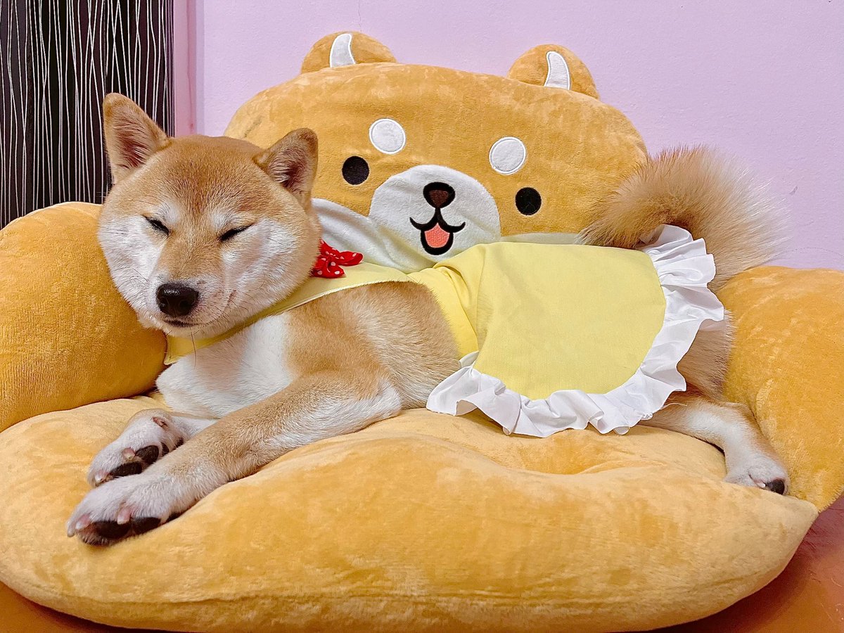 Sunshine_tyan's tweet photo. Fuji got her new bed today 💖 Look how cute she is ☆*:. o(≧▽≦)o .:*☆ https://t.co/RlcxeqFGDC
