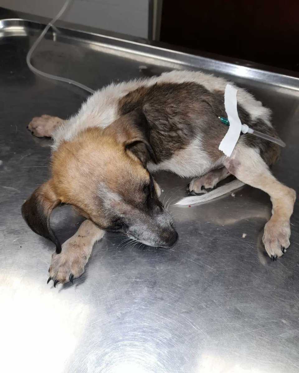PATITASBUDGE's tweet photo. Rogamos ayuda y difusion para salvarlos nos piden ayuda y sin dudarlo vamos ! desnutridos lleno de parásitos  son 4 uno de los hermanitos esta muy grave,  necesita fluidoterapia y estar bajo observación para no morir  se encuentra con parvovirus no podemos sin tu ayuda! https://t.co/c9K55BupVE