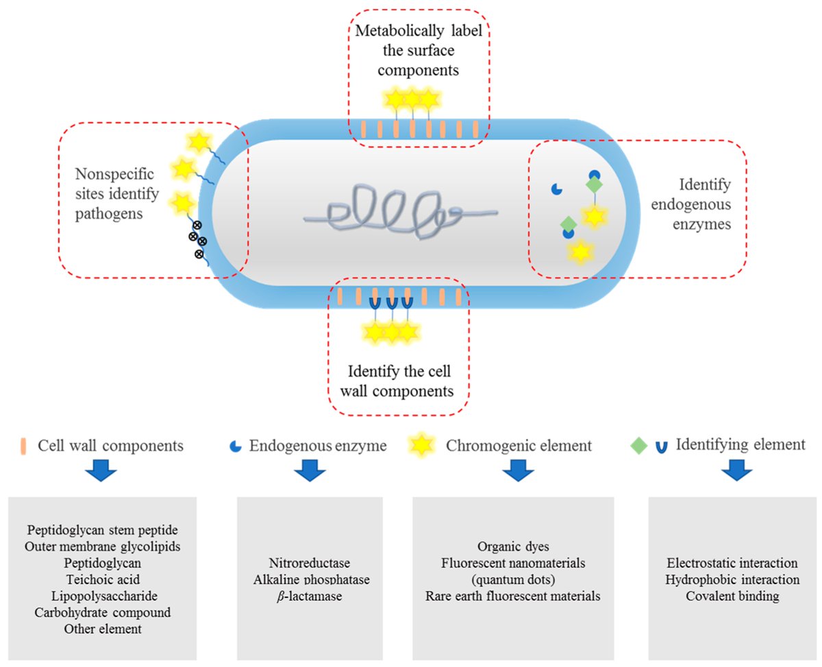 Molecules_MDPI's tweet photo. 📌#bacteria #fluorescentprobe #detection #imaging
New Publication “Recent Progress in Identifying Bacteria with Fluorescent Probes”
By: Chunxiang Piao, et al.
👉https://t.co/IGQPF4HpC4
#mdpimolecules #NewPublication https://t.co/cvXN2wUwpF