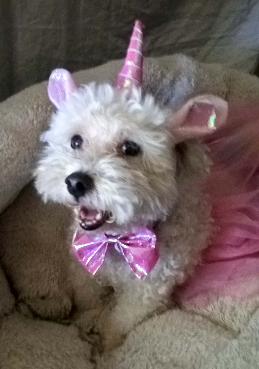 bella barr🌈 tweet media