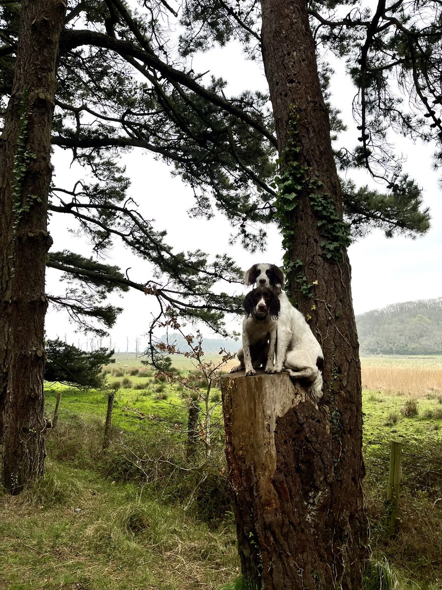 Paul_Sep's tweet image. I said walkies not climb trees 🙄
#spanielproblems