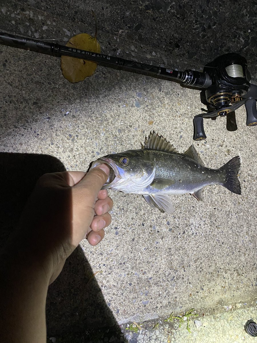 YG_seabass's tweet photo. クルバチボイル
湾奥シーバスの数釣り
ハクボイルは苦手
#くるバチパターン
#ハクパターン
#東京湾奥
#ベイトシーバス
#ベイトフィネス
#アブガルシア
#Revoalcbf7 https://t.co/09TeByRy9q