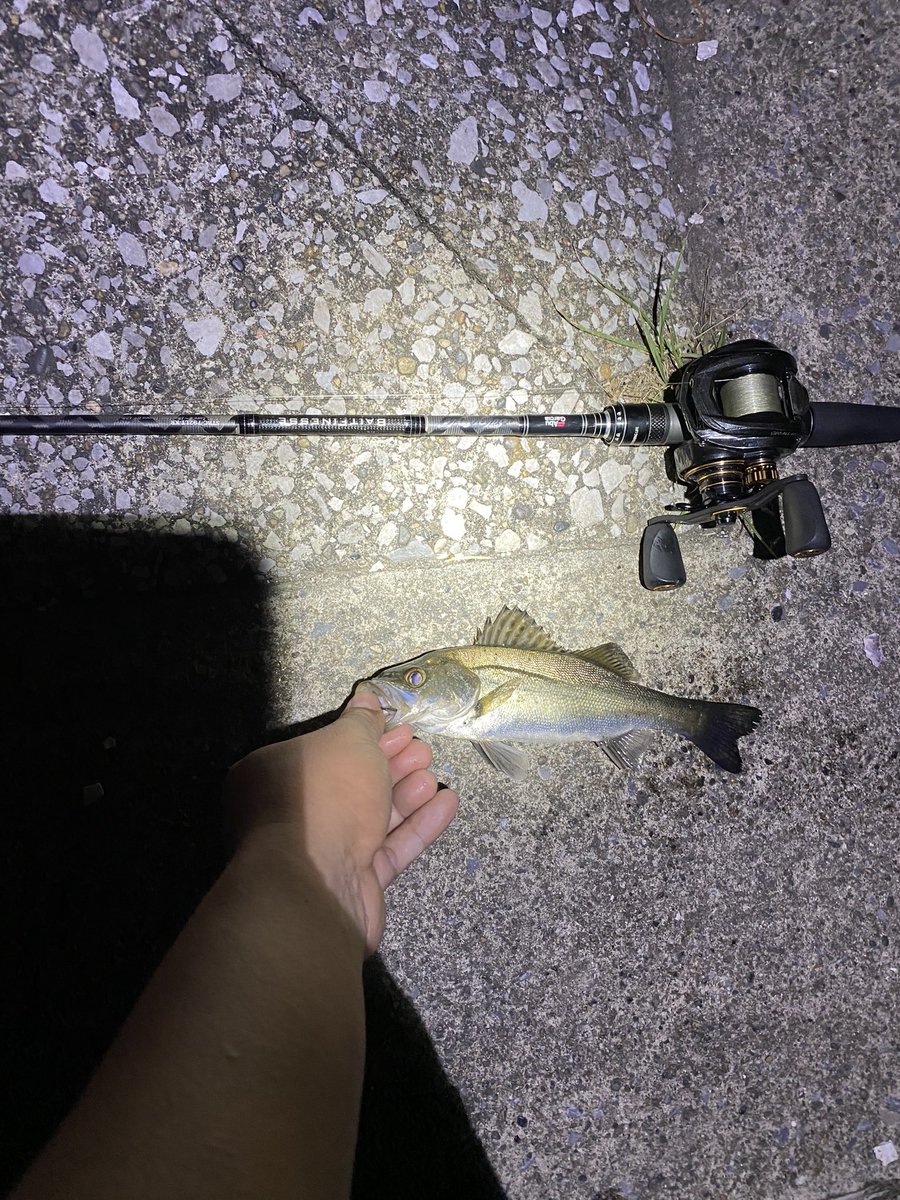 YG_seabass's tweet photo. クルバチボイル
湾奥シーバスの数釣り
ハクボイルは苦手
#くるバチパターン
#ハクパターン
#東京湾奥
#ベイトシーバス
#ベイトフィネス
#アブガルシア
#Revoalcbf7 https://t.co/09TeByRy9q
