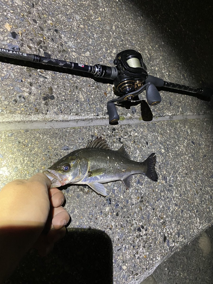 YG_seabass's tweet photo. クルバチボイル
湾奥シーバスの数釣り
ハクボイルは苦手
#くるバチパターン
#ハクパターン
#東京湾奥
#ベイトシーバス
#ベイトフィネス
#アブガルシア
#Revoalcbf7 https://t.co/09TeByRy9q