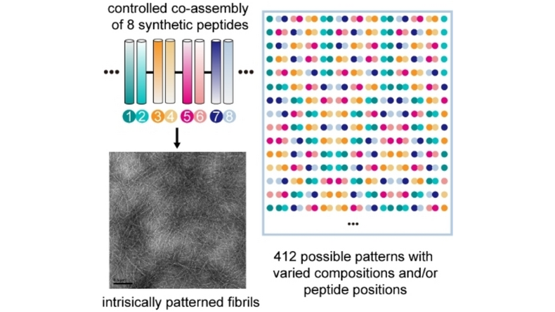 Design of Multicomponent Peptide Fibrils with Ordered and Programmable Compositional Patterns (Tao Jiang and co-workers) onlinelibrary.wiley.com/doi/10.1002/an…