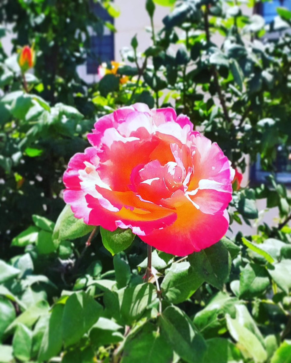 _abderrahmane_'s tweet photo. Nothing quite compares to the elegance of a single bloomed rose ๐น ๐บ ๐ธ
#rose #beauty #simplicity #nature #flower #photography #love #romance #pretty #pink #petals #bloom #floral #naturelovers ๐ท๐ธ #InstaRose #TwitterNature ๐น https://t.co/zBuv8OCAqB
