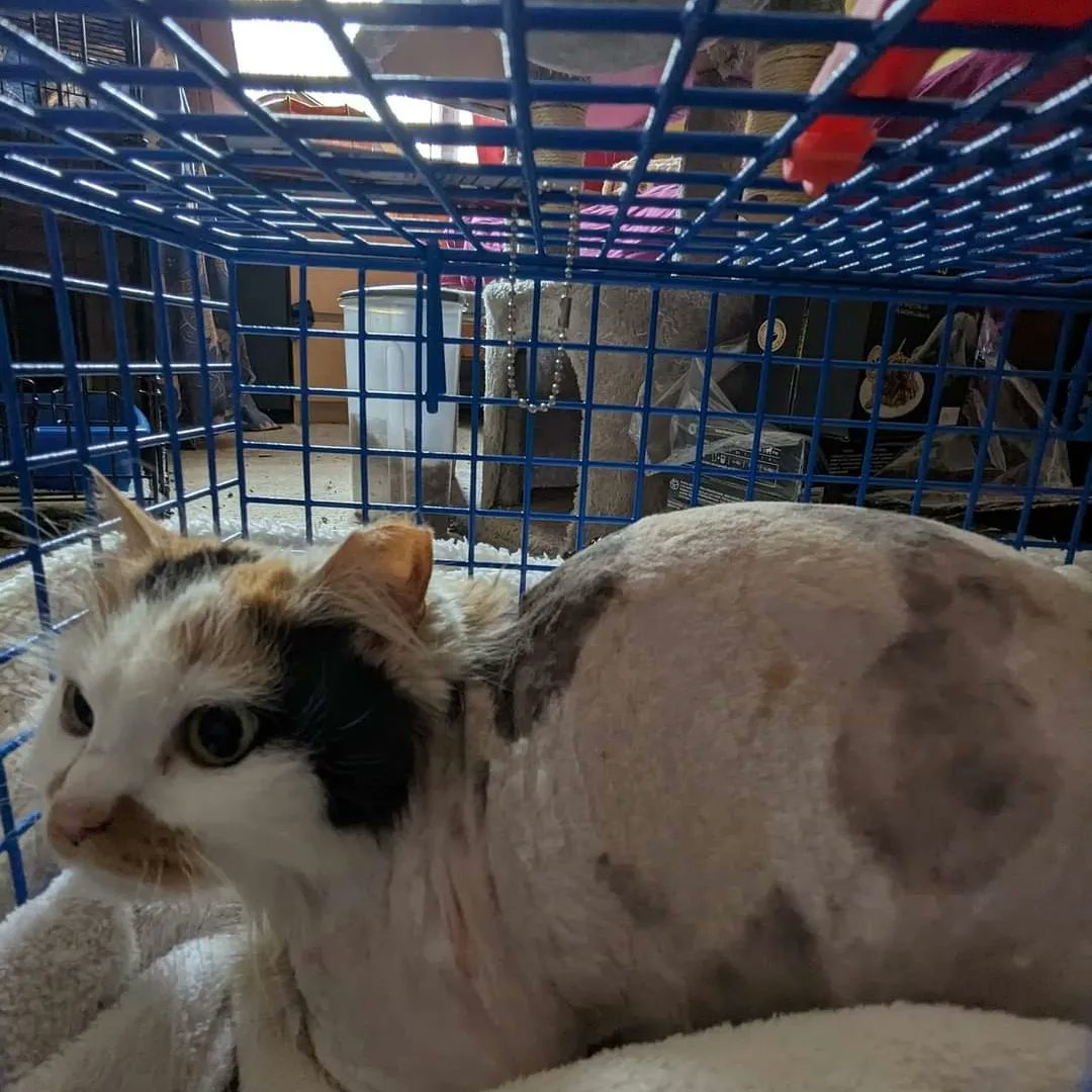 Stray Cat Rescue Team West Midlands on Twitter "Service Station