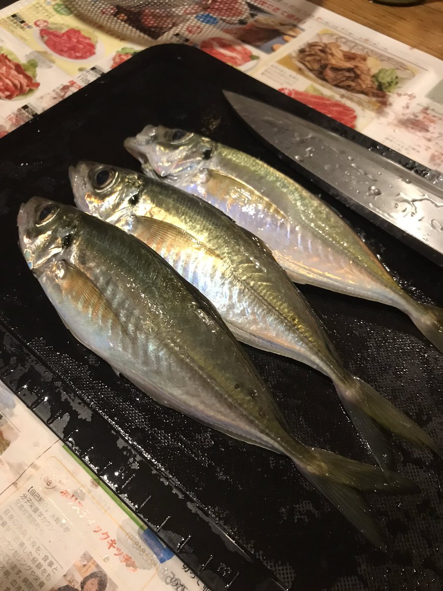 atdrea's tweet photo. 春の鯵祭り🐟✨

65匹の釣果と言うご縁に感謝して、美味しくいただきました🥰

鯵のお刺身、鯵丼、鯵の唐揚げ、鯵の握り寿司、鯵フライ、鯵の骨せんべい、鯵の粗汁などなど💓 https://t.co/nBPK57drcv