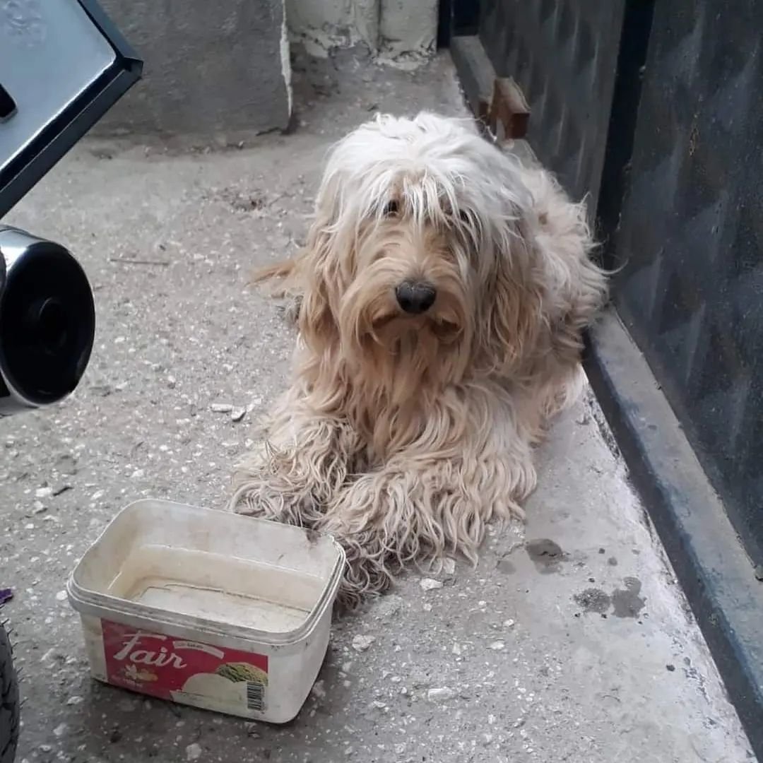 "AİLESİNİ DEPREMDE YAŞAMINI YİTİRMİŞ YAPAYALNIZ KALMIŞ ÖKSÜZ YETİM CAN ÖMÜRLÜK YUVA ARIYOR
İSKENDERUN 05077639242  facebook.com/patisahiplenme…