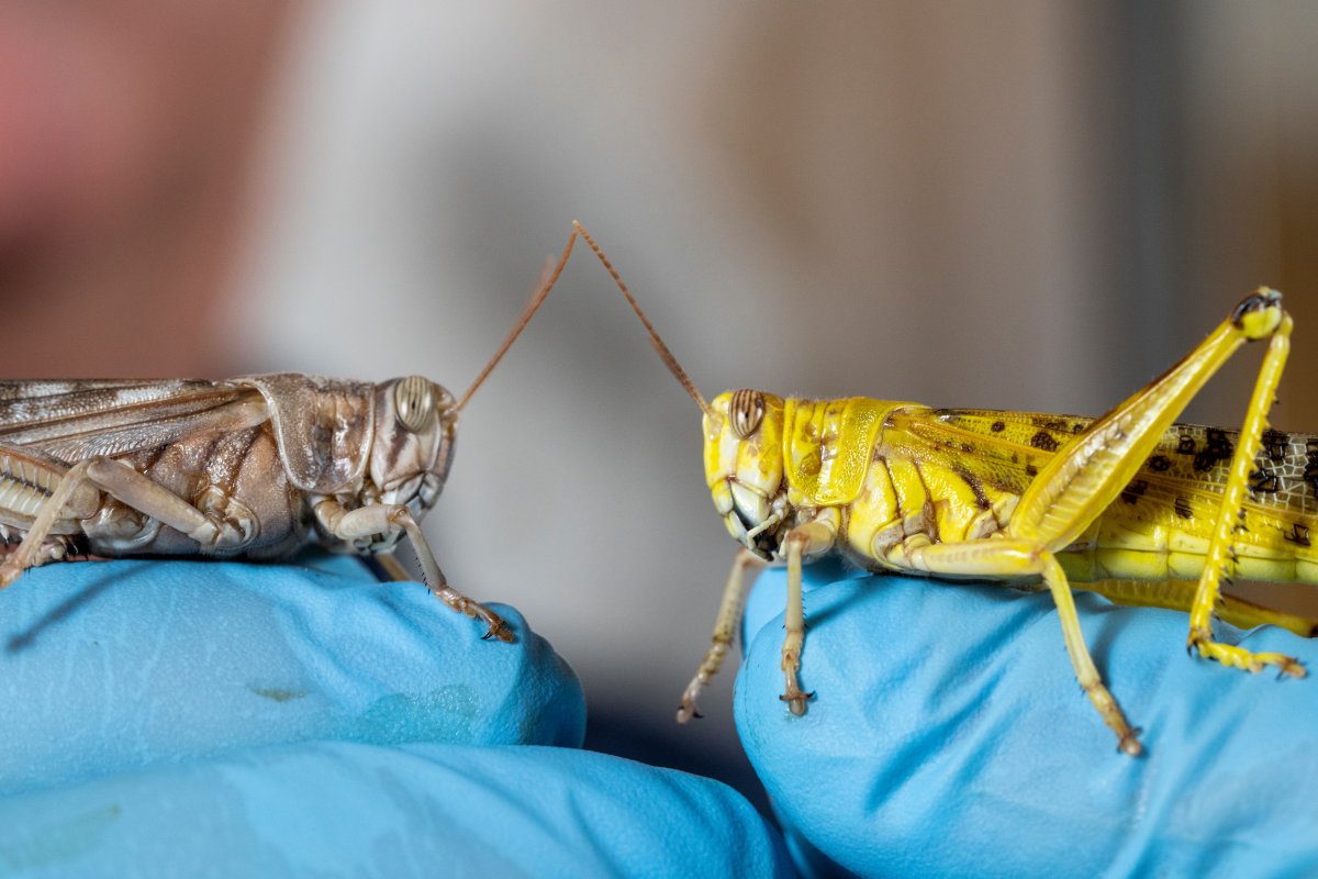 TAMU College of Agriculture & Life Sciences 👍 on Twitter "Locust