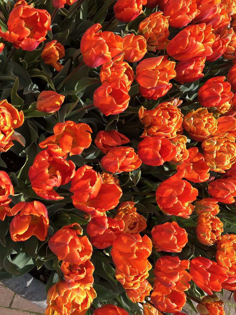 amsterdam3r's tweet photo. Koningsdad! ππ½
What a fabulous day of celebrations! π§‘
#Koningsdag #Amsterdam #feelingorange https://t.co/8s2sQgBilg