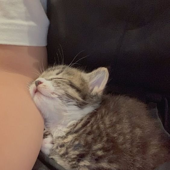 Why you should have a cat tweet media