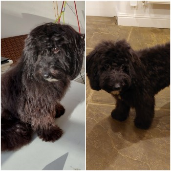 MILLIE IS HOME. THANKS FOR RT's 😊🐕🐾

🆘25 APR 2023 #Lost MILLIE #ScanMeYOUNG Black/White Cockerpoo Female 
nr Dewsnap Lane /Hobson Moor #SK14 #MottramInLongdendale #Hyde 
doglost.co.uk/dog-blog.php?d…