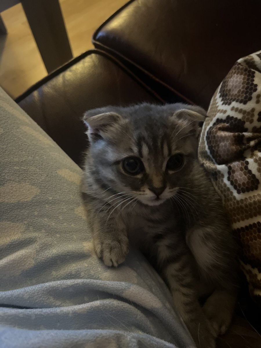 Scottish diye aldım baya baya tekir bu arkadaşlar 🥲 biraz asil ol diyorum az da perdeye tırmanayım diyo 🤦🏻‍♀️
Kavga edincede böyle gelip sırnaşıyo..