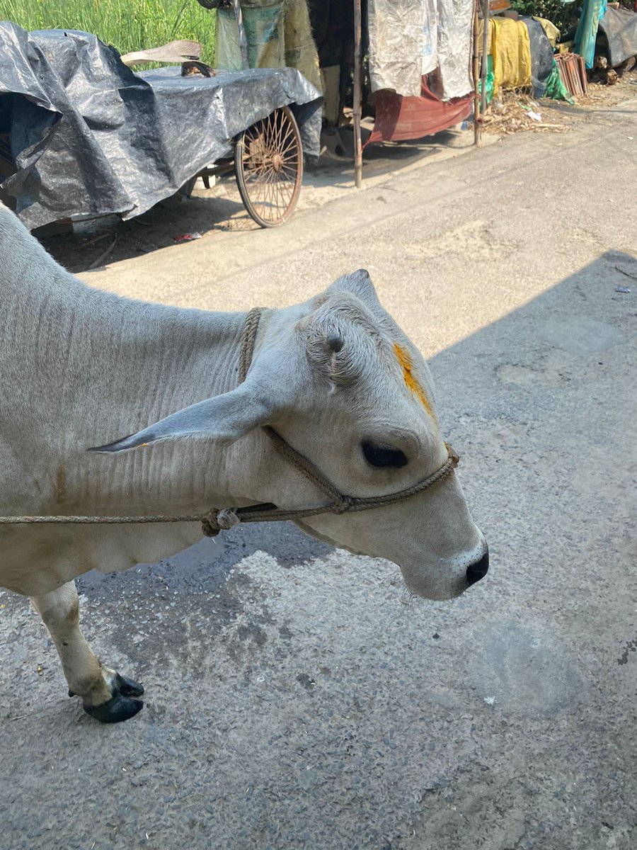 _Crystalgroup's tweet photo. Making a moo-velous impact in Kolkata! Mrs. Sushila Devi Agarwal's generous donation of a cow as part of her CSR efforts will provide nourishment and livelihood opportunities to those in need. 
#CSR #GivingBack #CommunityImpact #CrystalSoltionsforYou #cow #societyfeelings https://t.co/1Wp4LIXrqr