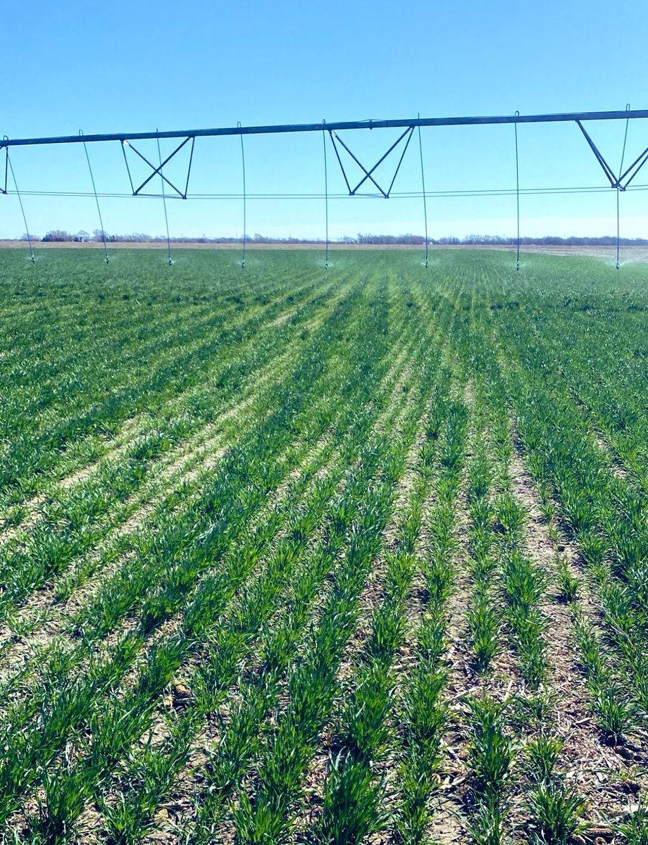2 qt. #BlackMax22+1 qt #AccomplishMax added to a 2022 corn starter is showing up in this years #wheat crop.

2022 #corn yielded mid-200.

Thanks to Rod Mayeske in the Southern High Plains for sharing this great visual

#soilbiology
#carbon
#sustainablefarming