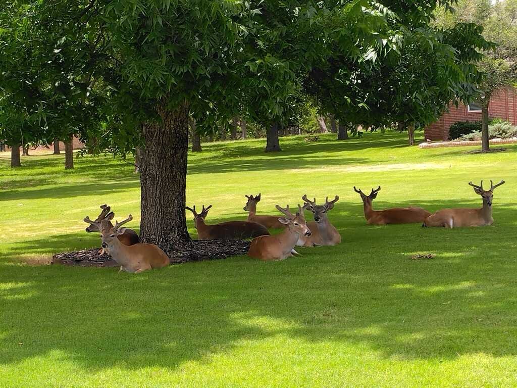 Evidently, the bucks stop here😅

 #DeerInYard #wildlife in Granbury, Texas