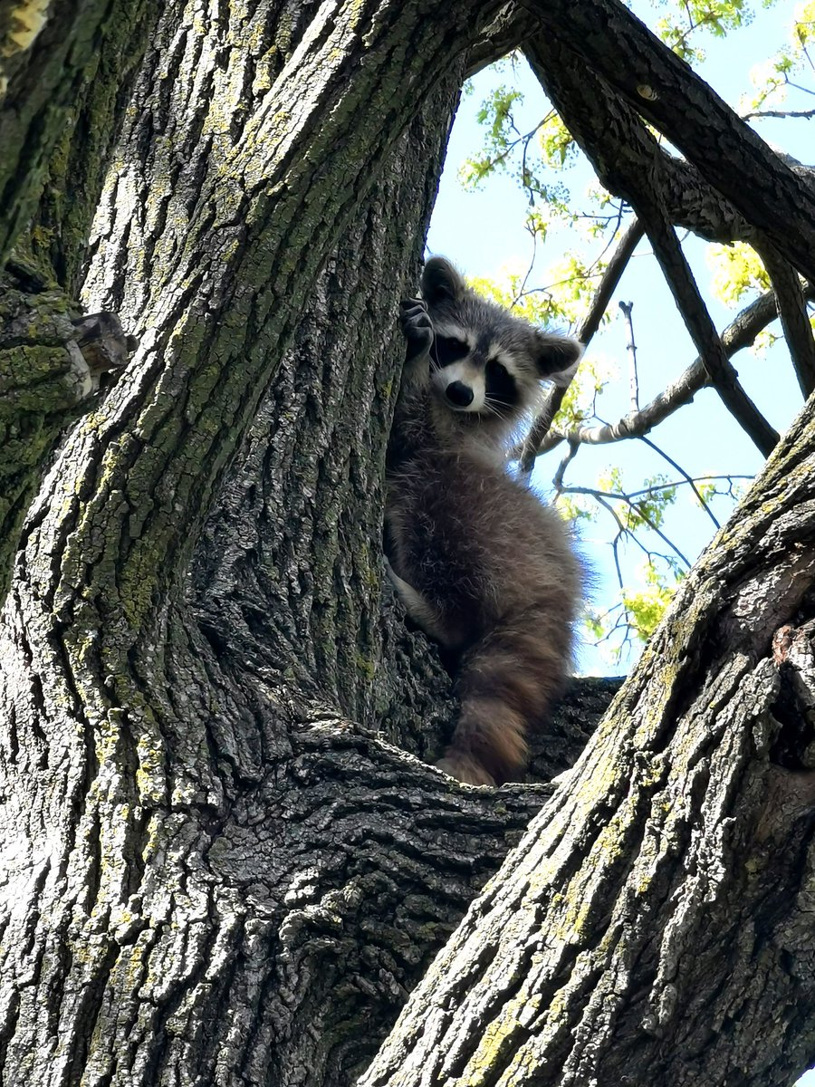 C.McConnell tweet media