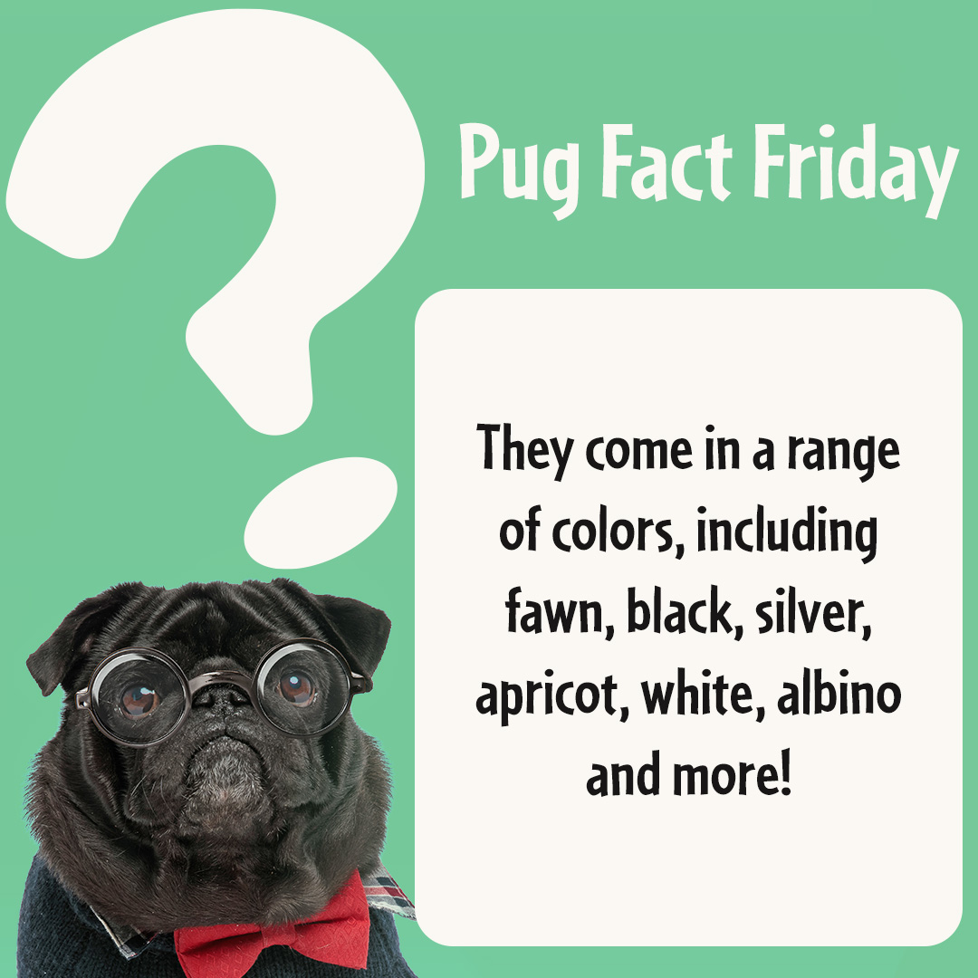 PugBoxes's tweet photo. Colorful Personalities! Did you know that pugs come in a range of colors, including fawn, black, silver, apricot, white, and even albino? These lovable pups are as unique in appearance as they are in personality, making them stand out from the pack! 🎨🐶 #PugFunFactFriday https://t.co/yV812BzLbJ