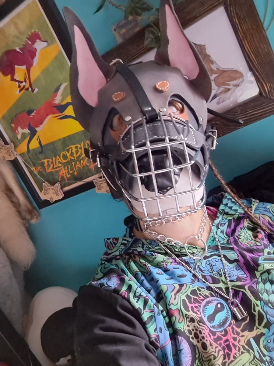 PupGremlin's tweet photo. 🤐🐺
#Pup #FemalePup #PupHood #WolfdogPup #Wolfdog #BitchPup #PupPlay #Muzzle #MuzzledPup #MuzzledBitch #MuzzledWolfdog https://t.co/G8Anh5Y1Ix