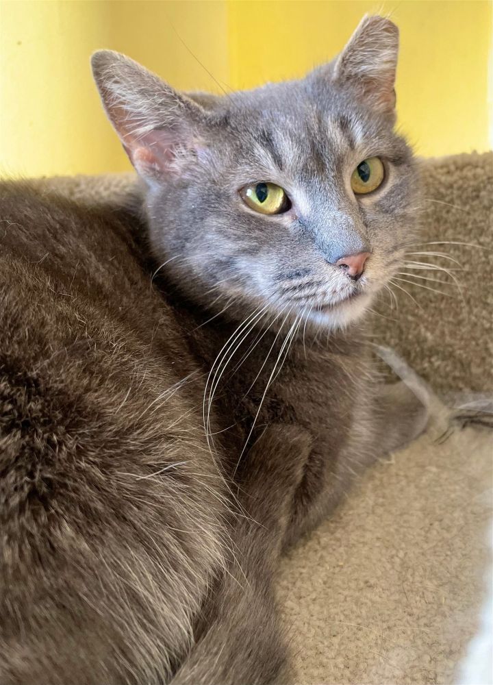 Meet Holly
Holly did a great job with her babies, and is now spayed and waiting for her FUREVER home. She doesn't love being picked up but once she is with you, she LOVES being petted and non-stop

buff.ly/3SngClg