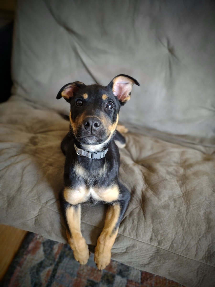 C.S. Campanaro tweet media