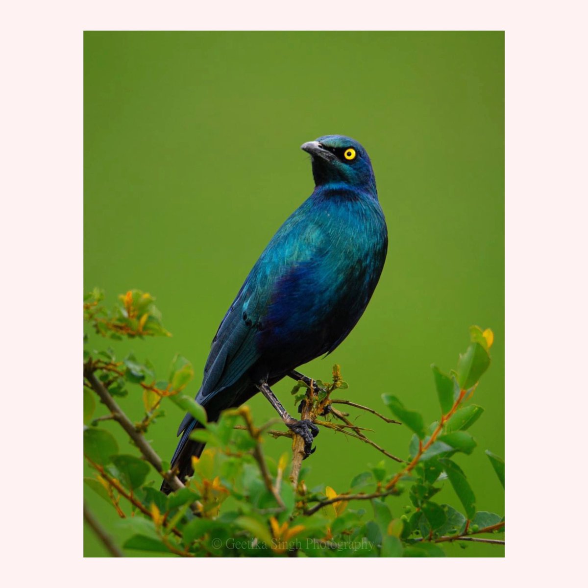 The Greater blue-eared starling !
<a href="/ThePhotoHour/">#ThePhotoHour</a> <a href="/IndiAves/">IndiAves</a> #bird #BirdsOfTwitter #birdphotography #naturelovers #birdwatching #TwitterNaturePhotography <a href="/WildlifeMag/">BBC Wildlife</a> <a href="/BirdWatchingMag/">Bird Watching</a> <a href="/BirdmanKenyan/">BirdMan</a> #birding