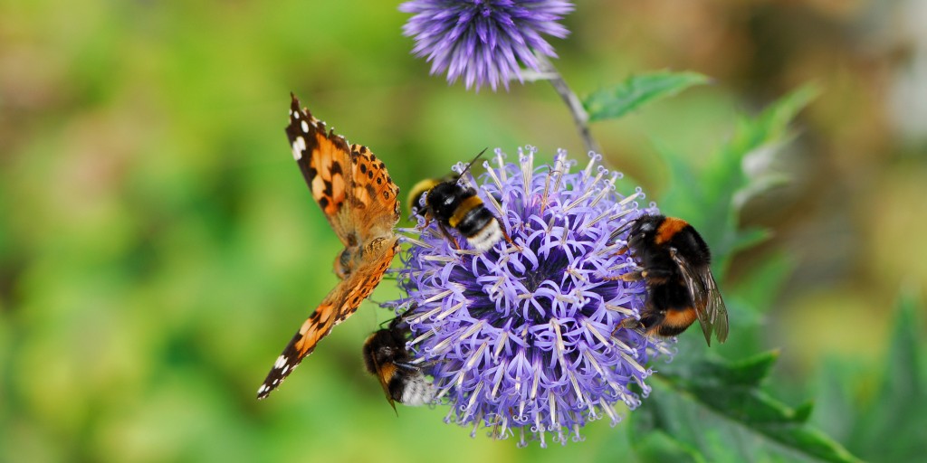 The #NevadaAssembly <a href="/realNVL/">Nevada State Legislature</a> took #UNANIMOUS #ACTION to #protect #pollinators while #Congress &amp; federal agencies stood silent! <a href="/realEPAgov/">U.S. EPA</a> A.B. 162 moves to <a href="/NevadaSenate/">Nevada State Senate</a>! 🎉 <a href="/MichelleGorelow/">Asm. Michelle Gorelow</a> &amp;  <a href="/SCToiyabe/">Sierra Club Toiyabe</a> 🎉Plus movement in <a href="/NYLegislature/">NY State Legislature</a>, NJ &amp; ME! 🙌 PR: bp-dc.org/press-release-…