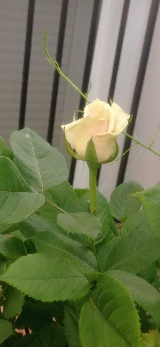 fefagarcias's tweet image. 🎶🎶.. alegría en mi patio ..