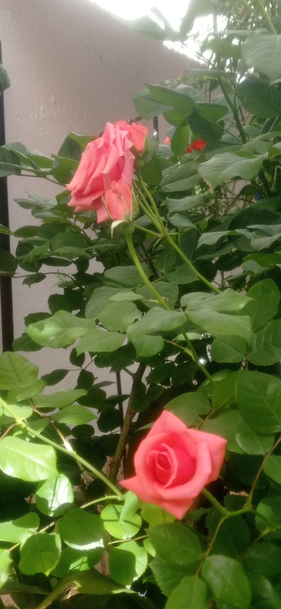 fefagarcias's tweet image. 🎶🎶.. alegría en mi patio ..