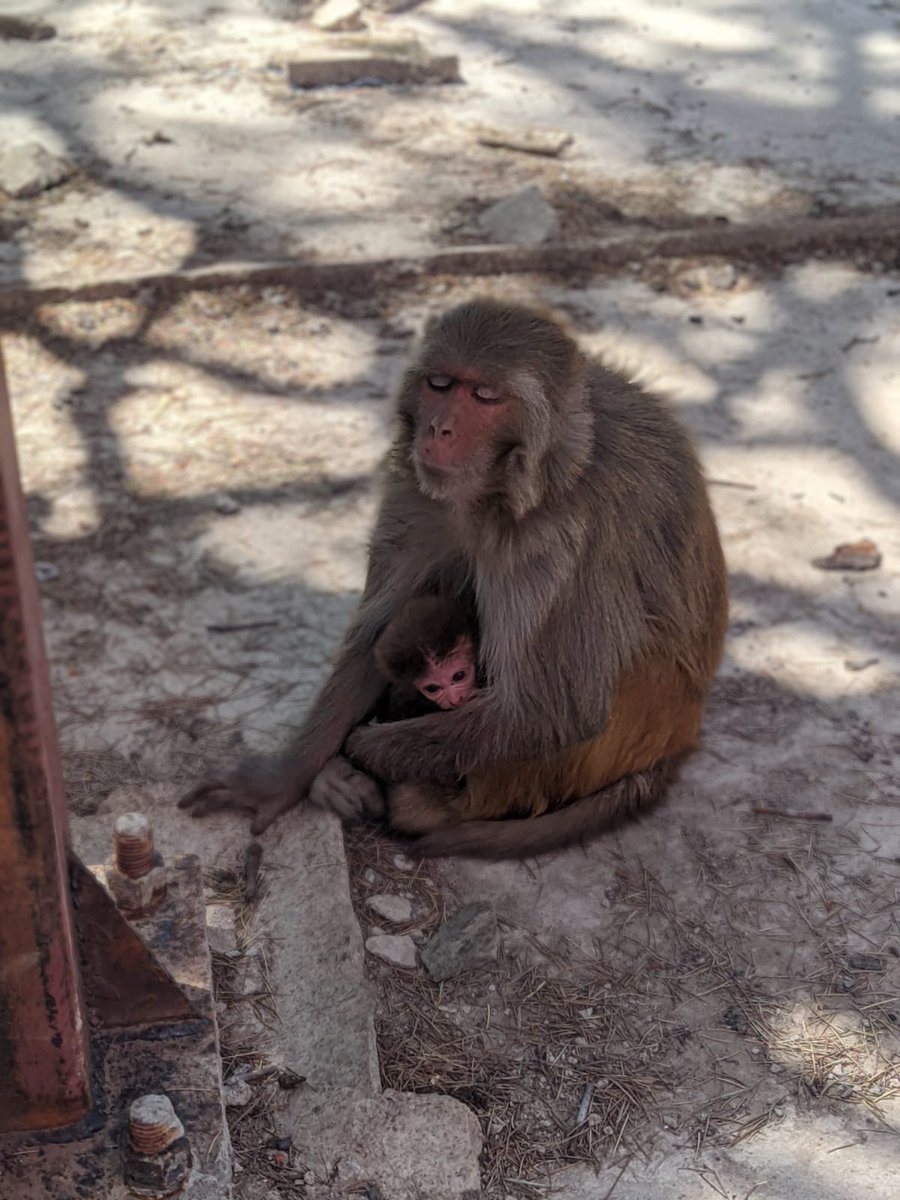 Bidisha_02's tweet photo. More baby pics from our site that nobody asked for 😂🐒
P.C. :@subham_wild , @krishnapithva
#cuteanimals #primates #IndianPrimates #monkeys https://t.co/wgBMSwWgFB
