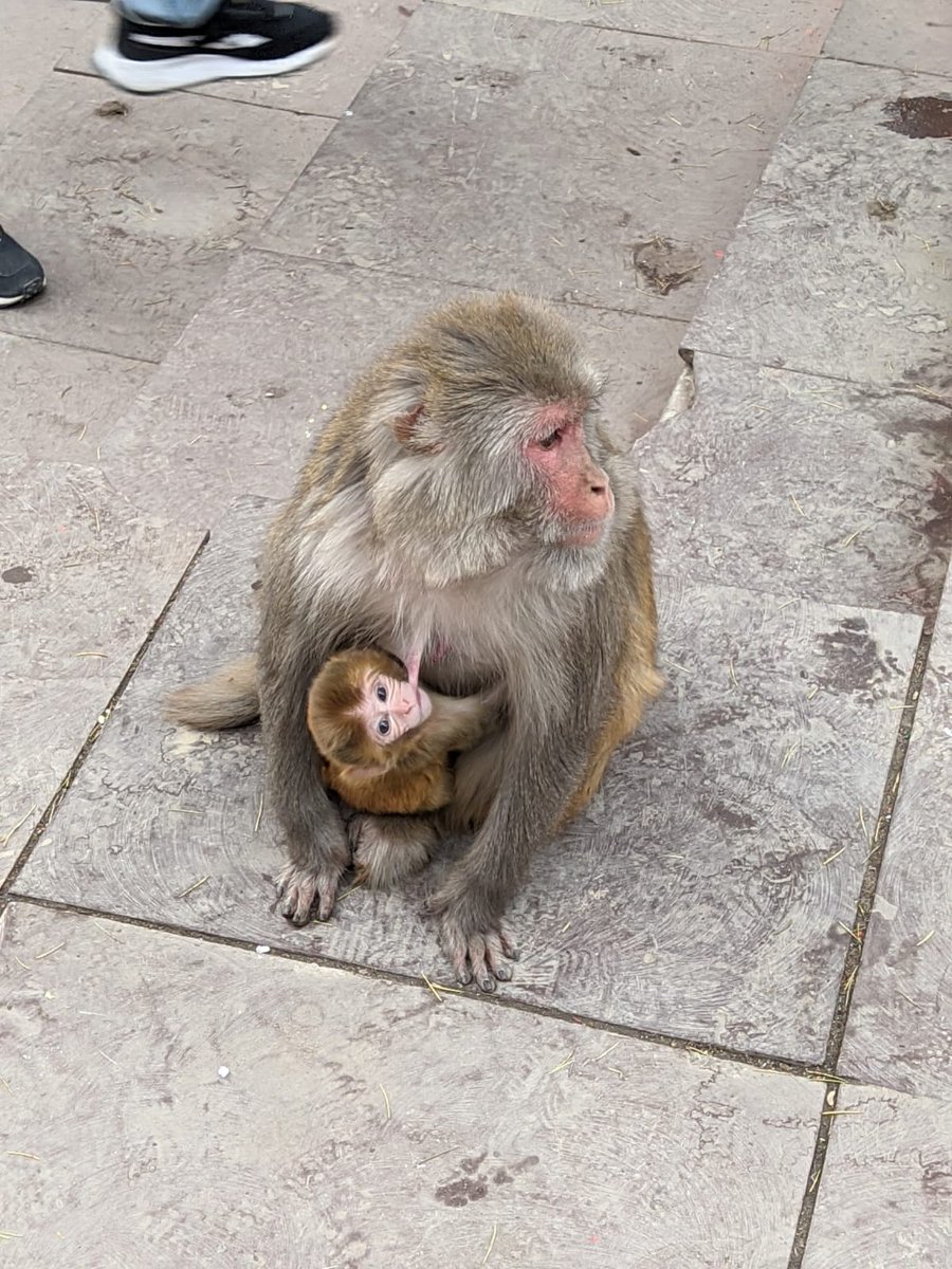 Bidisha_02's tweet photo. More baby pics from our site that nobody asked for 😂🐒
P.C. :@subham_wild , @krishnapithva
#cuteanimals #primates #IndianPrimates #monkeys https://t.co/wgBMSwWgFB
