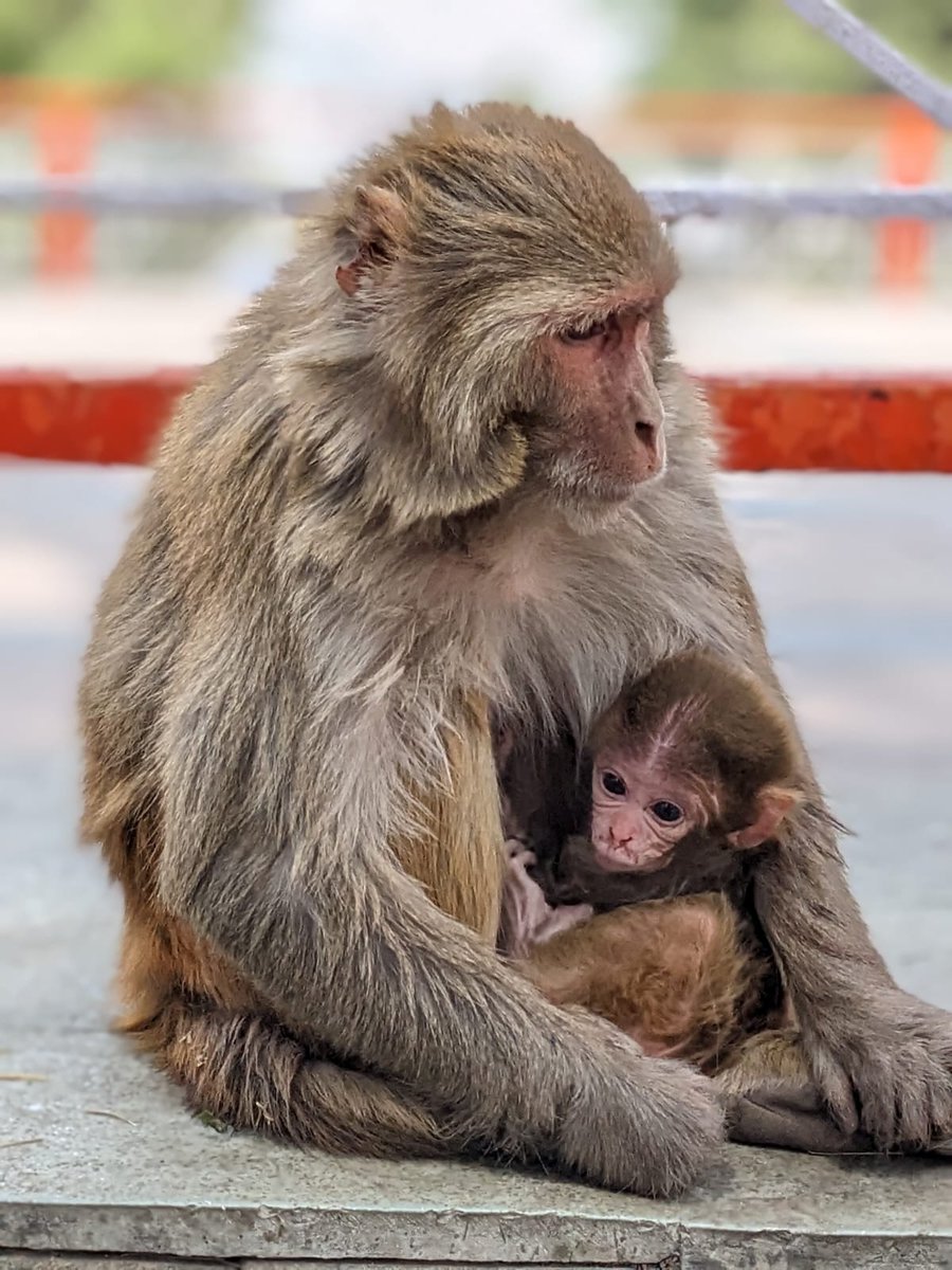 Bidisha_02's tweet photo. More baby pics from our site that nobody asked for 😂🐒
P.C. :@subham_wild , @krishnapithva
#cuteanimals #primates #IndianPrimates #monkeys https://t.co/wgBMSwWgFB