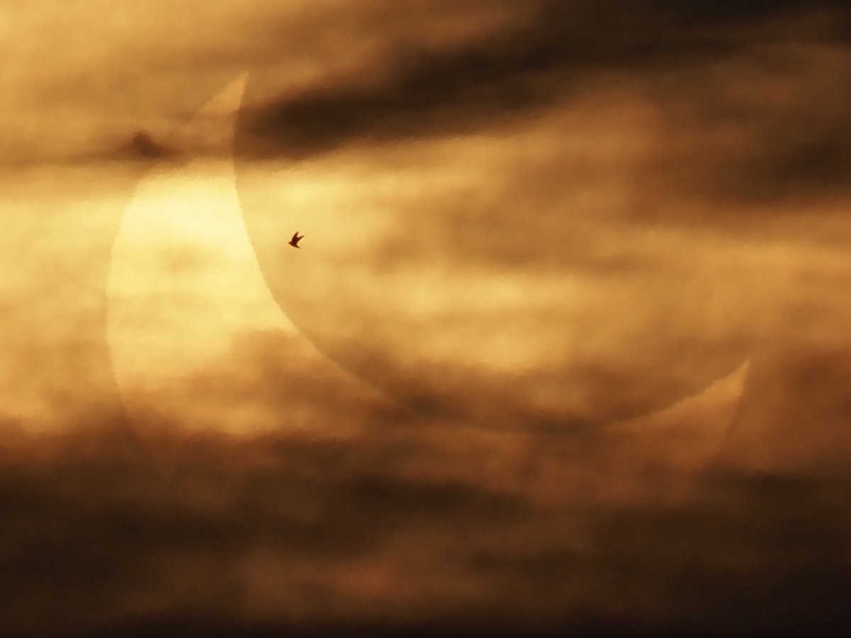 One of my favorite photos I’ve ever taken—a chimney swift flying past a partial solar eclipse